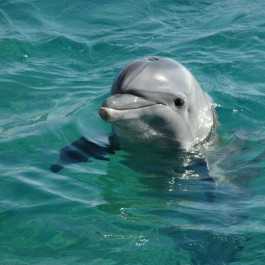 Nage avec les dauphins Dubai 2