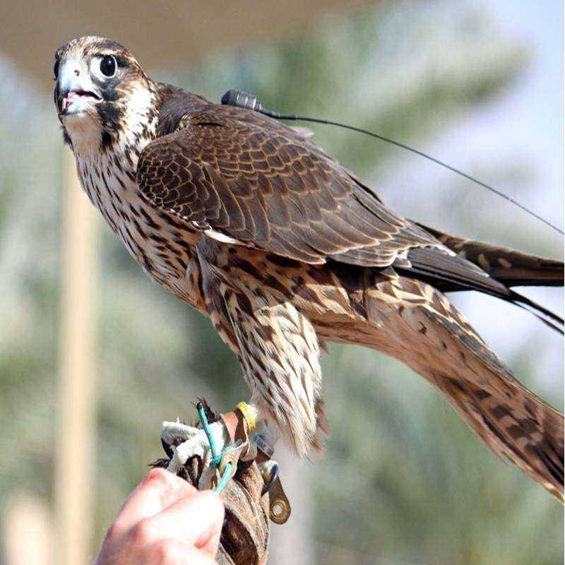 Safari Désert Héritage Dubai Safari Désert Héritage Dubai