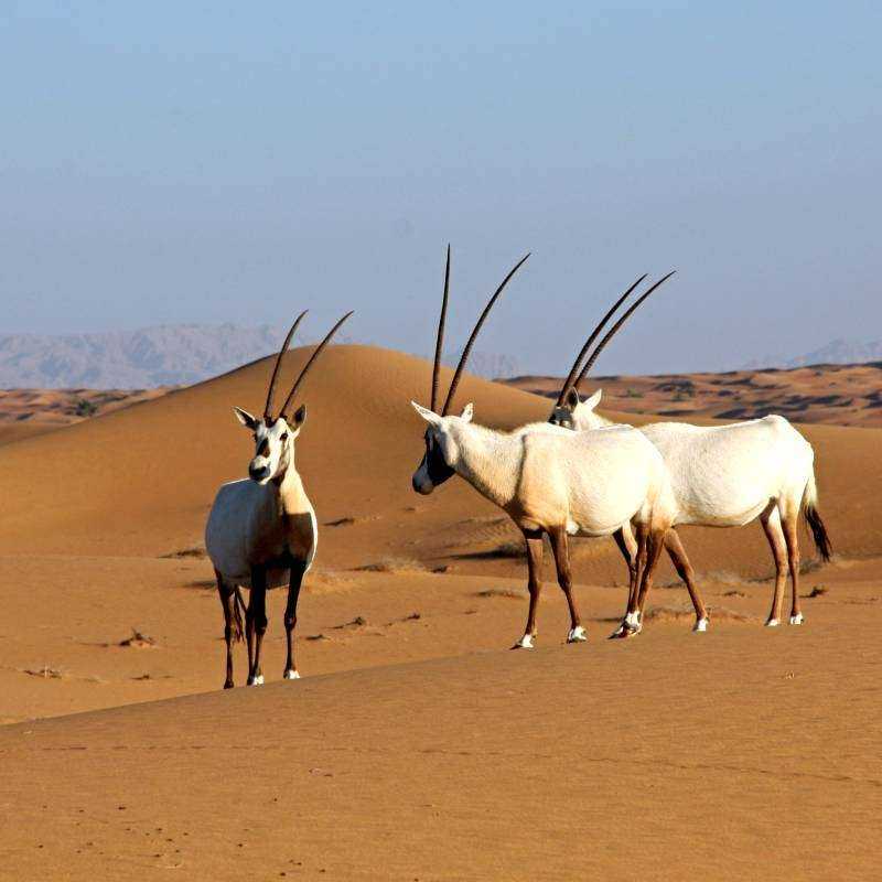 Safari Héritage Dubai & Nuit Safari Héritage Dubai & Nuit