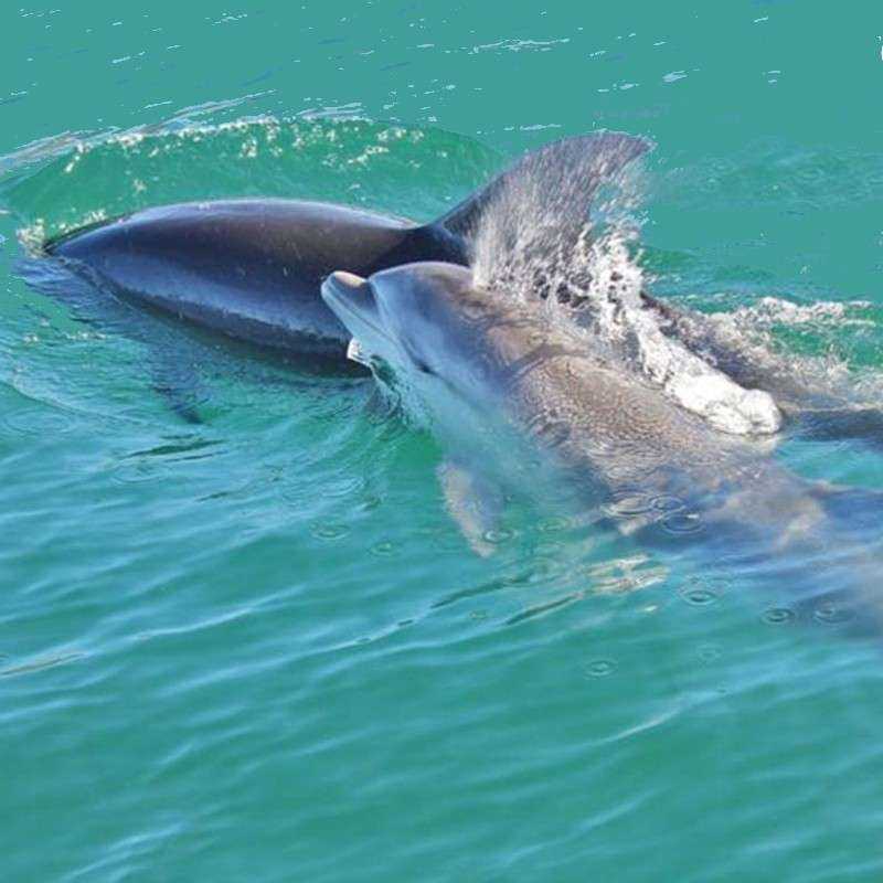 Tour en Speed Boat Abu Dhabi Tour en Speed Boat Abu Dhabi