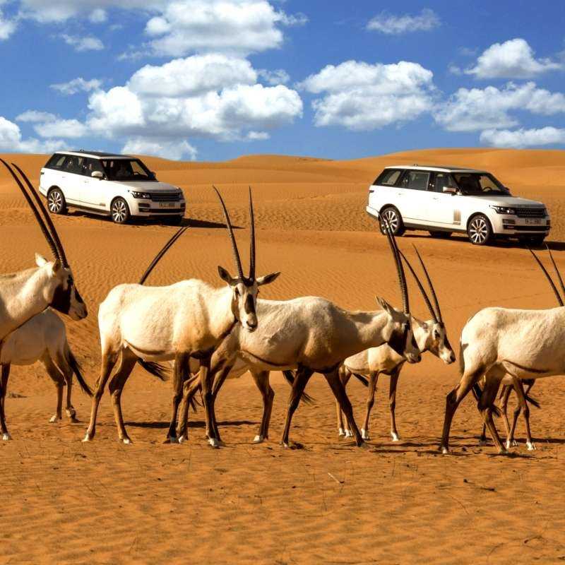 Safari Désert Luxe & Diner Safari Désert Luxe & Diner