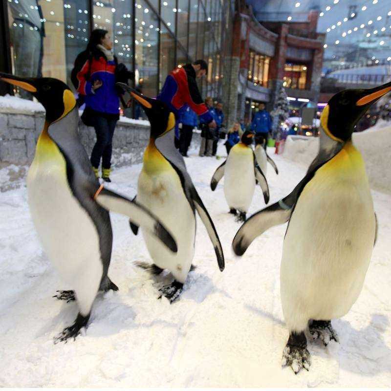 Pass Ski Dubai Pass Ski Dubai