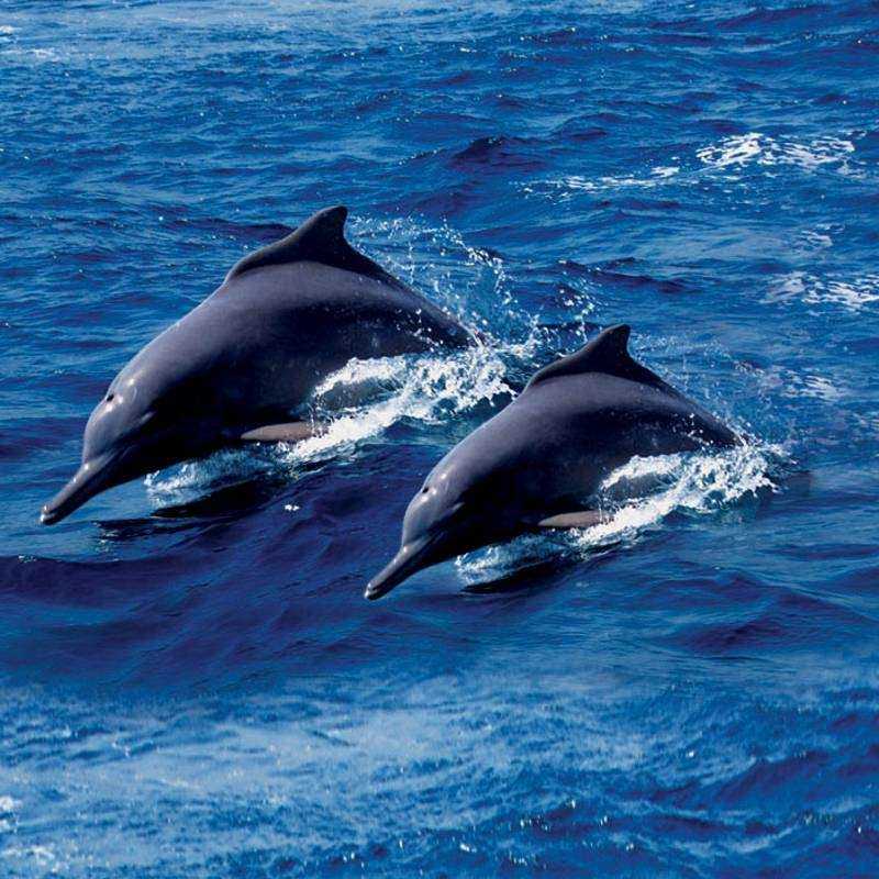 Excursion Mussandam Khasab Excursion Mussandam Khasab