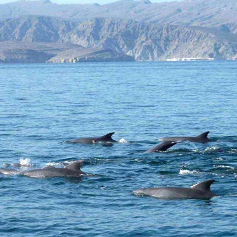 Excursion Mussandam Khasab Excursion Mussandam Khasab