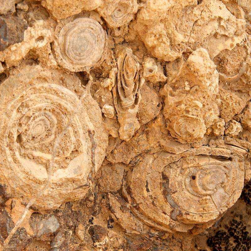 Safari Désert Fossil Rock Dubai Safari Désert Fossil Rock Dubai