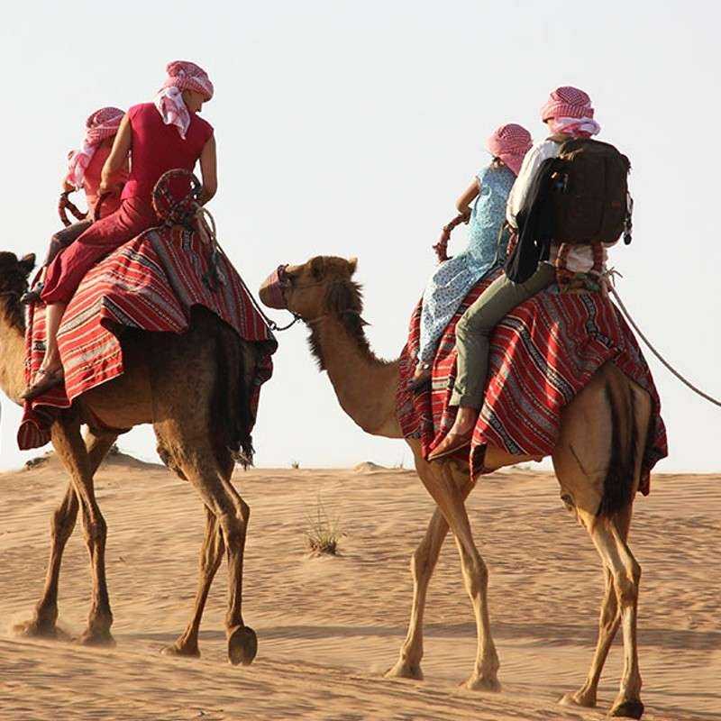 Excursion Désert en Chameau Excursion Désert en Chameau