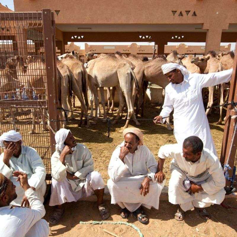 Visite guidée Al Ain (privative) Visite guidée Al Ain (privative)