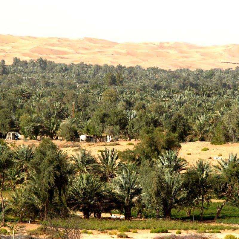 Excursion Désert Liwa Excursion Désert Liwa