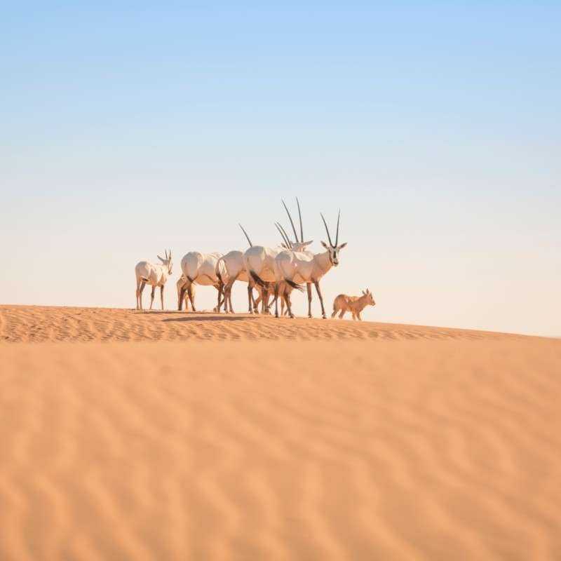 Safari Désert Luxe & Diner Safari Désert Luxe & Diner