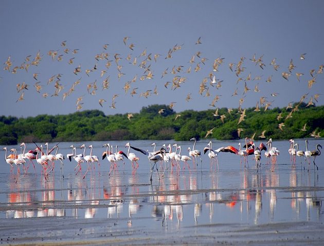 ajman