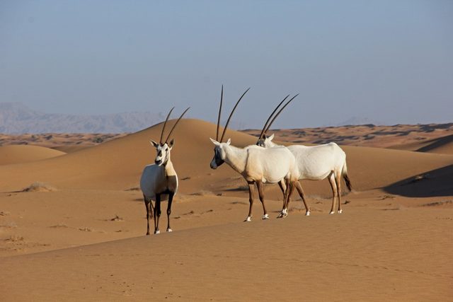 Désert Dubai