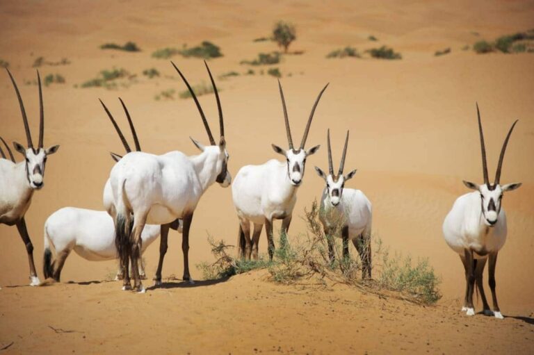 Voir les animaux du désert à Dubai