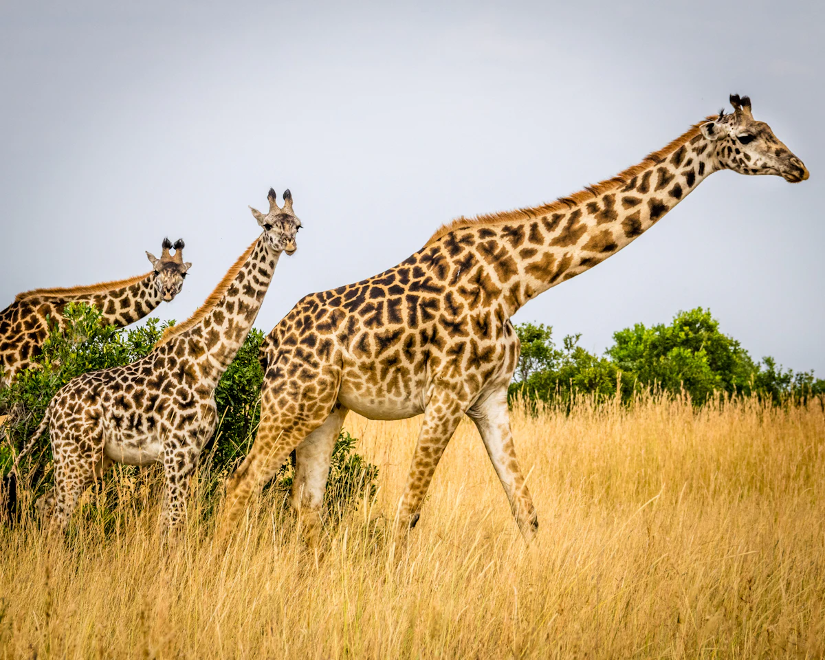 Girafes dans un parc animalier