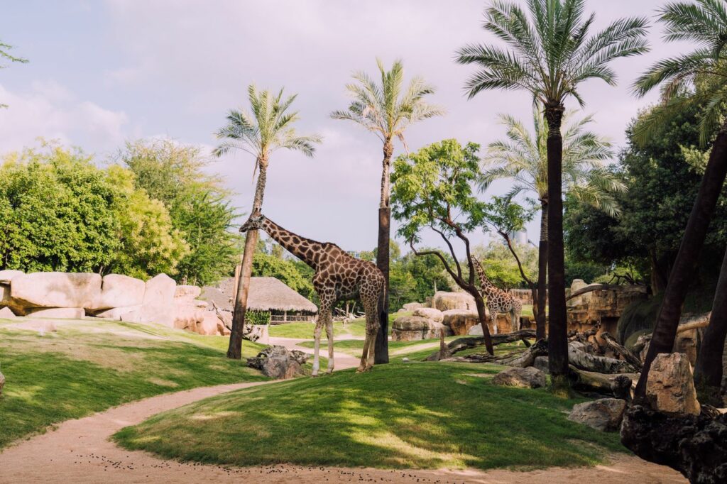 Girafes au milieu des palmiers