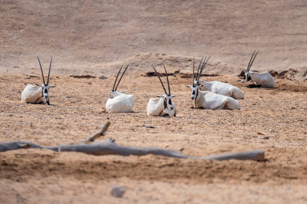 Oryx d'Arabie couchés dans le désert de Dubaï