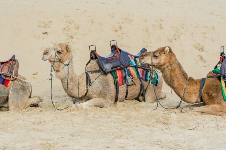Course de chevaux et chameaux à Dubai